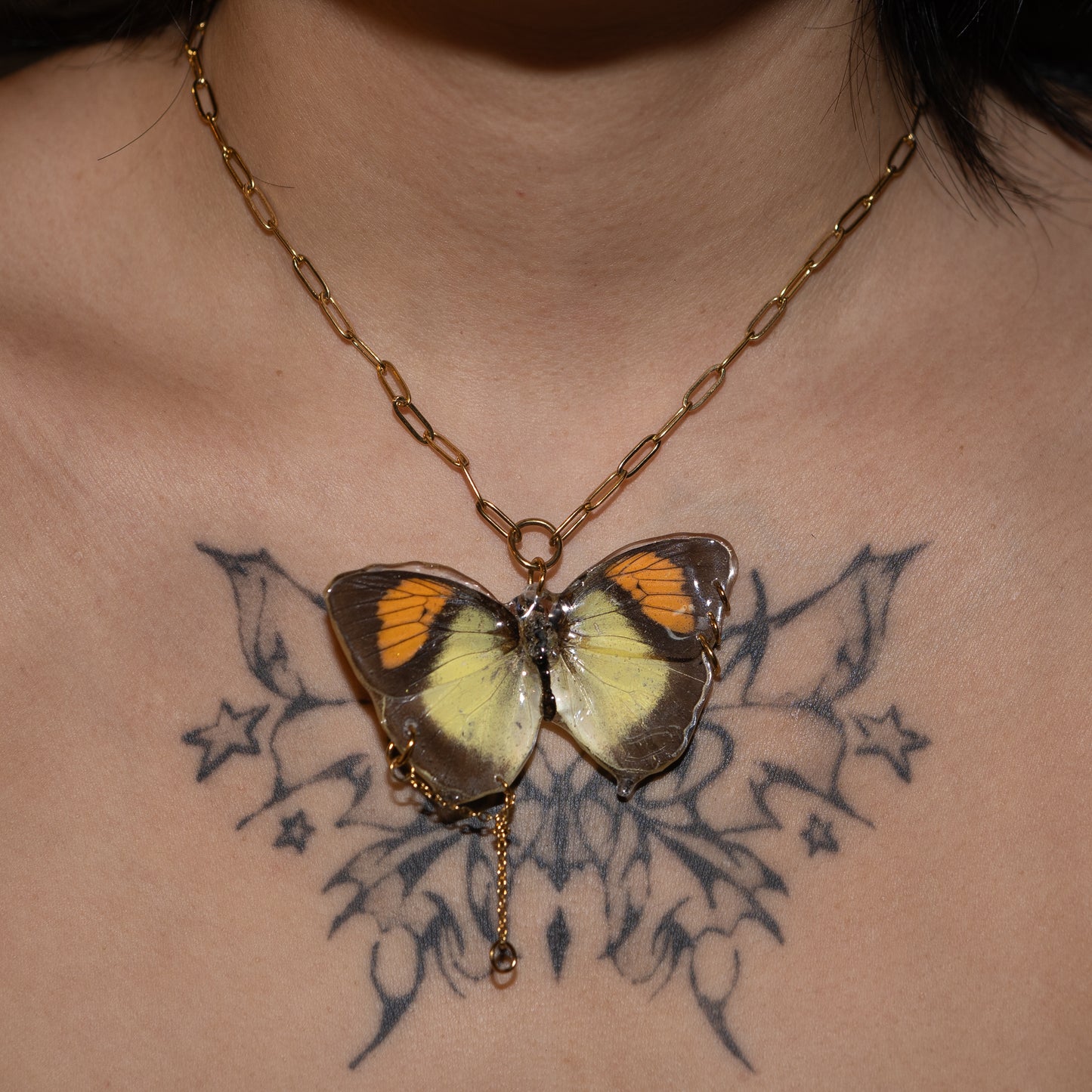 Signal Wing Butterfly