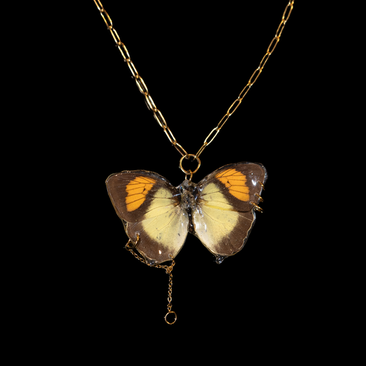 Signal Wing Butterfly